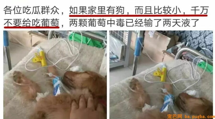 偷舔鸭肉酱汁后，狗狗不幸身亡，主人含泪告诫...-6.jpeg