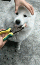 偷舔鸭肉酱汁后，狗狗不幸身亡，主人含泪告诫...-9.gif