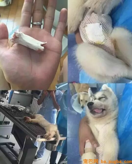 偷舔鸭肉酱汁后，狗狗不幸身亡，主人含泪告诫...-12.jpeg