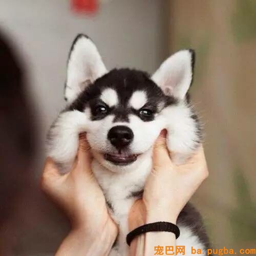 狗狗教会我的15个生活态度，不能输给狗！-5.jpeg