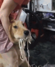 网友买了点生面，一转眼就不见了，果不其然......-4.gif
