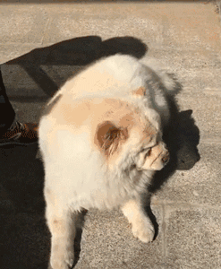 不能再纵容！有些奶奶养的狗已经瘫了...-1.gif