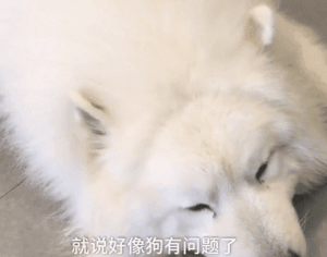不能再纵容！有些奶奶养的狗已经瘫了...-2.gif