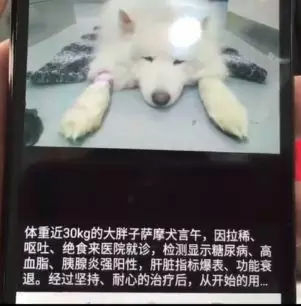 不能再纵容！有些奶奶养的狗已经瘫了...-3.jpg