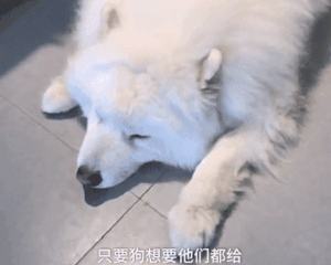 不能再纵容！有些奶奶养的狗已经瘫了...-4.gif