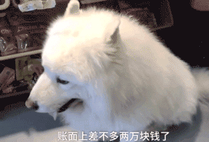 不能再纵容！有些奶奶养的狗已经瘫了...-6.gif