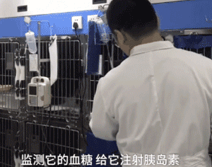 不能再纵容！有些奶奶养的狗已经瘫了...-13.gif