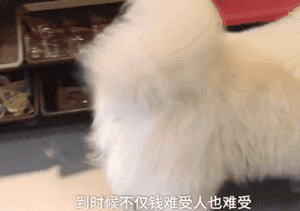 不能再纵容！有些奶奶养的狗已经瘫了...-12.gif