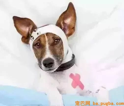 为啥狗狗总生病？-1.jpeg