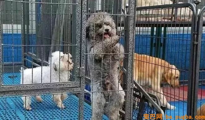 为啥狗狗总生病？-2.jpeg