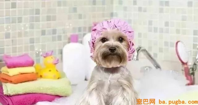 为啥狗狗总生病？-3.jpeg