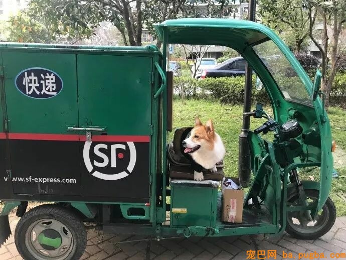 史上腿最短的快递“小哥”，这也太萌了吧...-2.jpeg