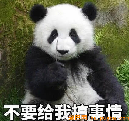 最近“戏精”大熊猫火了：莫挨得老子，老子是一个没得感情的杀手-3.jpg