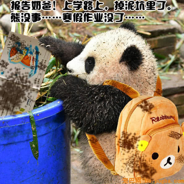 最近“戏精”大熊猫火了：莫挨得老子，老子是一个没得感情的杀手-1.jpeg