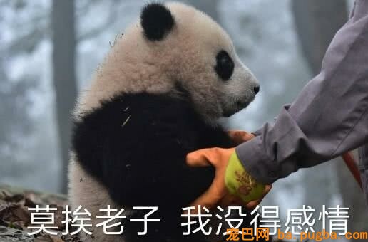 最近“戏精”大熊猫火了：莫挨得老子，老子是一个没得感情的杀手-2.jpeg