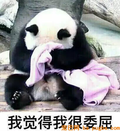 最近“戏精”大熊猫火了：莫挨得老子，老子是一个没得感情的杀手-4.jpg