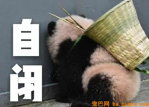 最近“戏精”大熊猫火了：莫挨得老子，老子是一个没得感情的杀手-5.jpg
