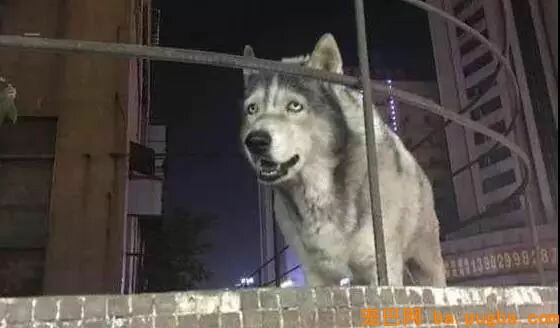 推着年老的哈士奇出去安步，路人纷纷建议给它安乐死……-2.jpeg