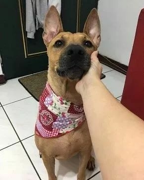 上班累成狗，就打开监控看下狗子在干嘛，成果看哭了...-1.jpeg