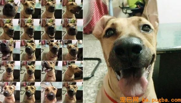 上班累成狗，就打开监控看下狗子在干嘛，成果看哭了...-5.jpeg