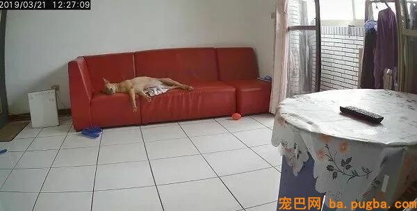 上班累成狗，就打开监控看下狗子在干嘛，成果看哭了...-3.jpeg
