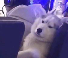 妈妈遛狗vs爸爸遛狗哈哈哈哈哈哈哈果然不能让爹带孩子！-10.gif