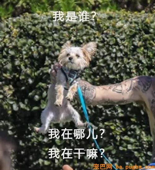 妈妈遛狗vs爸爸遛狗哈哈哈哈哈哈哈果然不能让爹带孩子！-7.jpeg