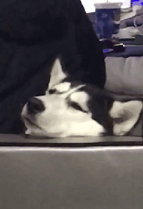 妈妈遛狗vs爸爸遛狗哈哈哈哈哈哈哈果然不能让爹带孩子！-9.gif