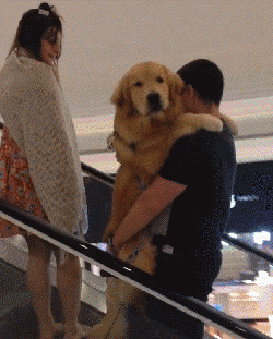 妈妈遛狗vs爸爸遛狗哈哈哈哈哈哈哈果然不能让爹带孩子！-13.gif