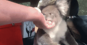 为便利狗狗休息，就没关车门，成果吸引来了一个老赖...-1.gif
