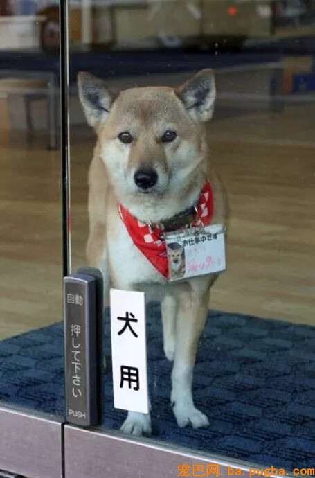 为了便利自家柴犬上班，店长创造了全球首个神奇的设计...-1.jpg