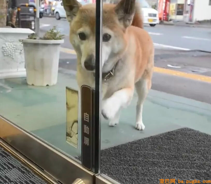 为了便利自家柴犬上班，店长创造了全球首个神奇的设计...-2.jpg