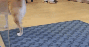 为了便利自家柴犬上班，店长创造了全球首个神奇的设计...-5.gif
