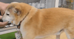 为了便利自家柴犬上班，店长创造了全球首个神奇的设计...-6.gif