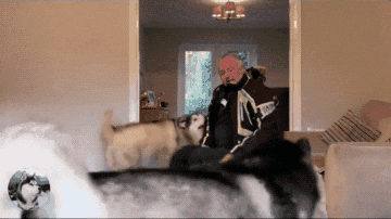 爷爷来看望狗狗，只因没带肉干狗狗竟秒变脸……-1.gif