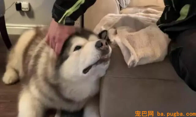 爷爷来看望狗狗，只因没带肉干狗狗竟秒变脸……-2.jpg
