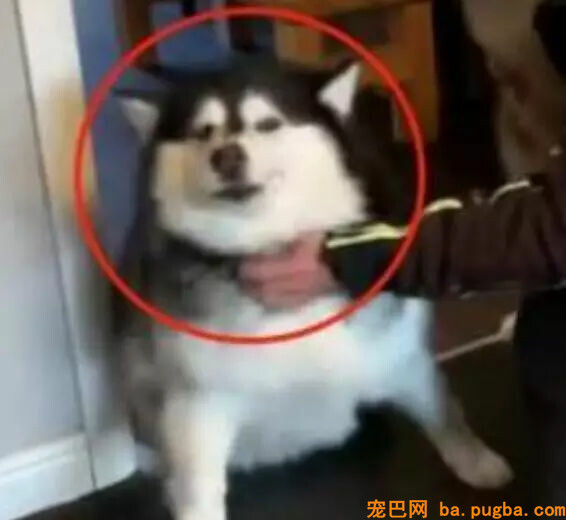 爷爷来看望狗狗，只因没带肉干狗狗竟秒变脸……-6.jpg