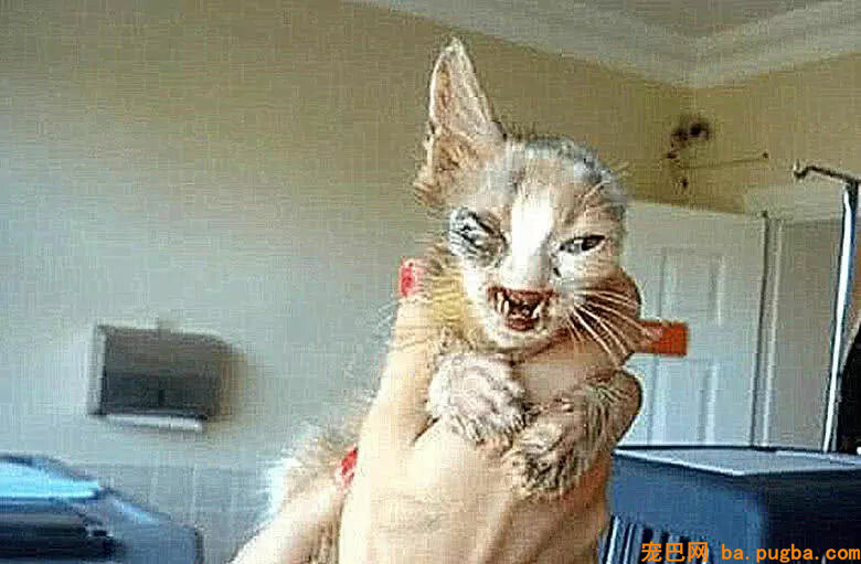 女子收养了只漂泊猫，边幅丑恶还是独耳，现今恢复真容令人心动-3.jpg