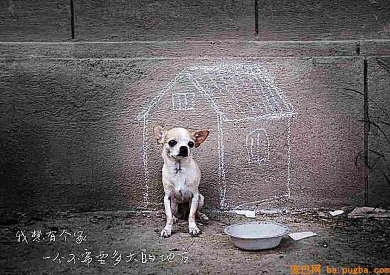 女子收养了只漂泊猫，边幅丑恶还是独耳，现今恢复真容令人心动-1.jpeg