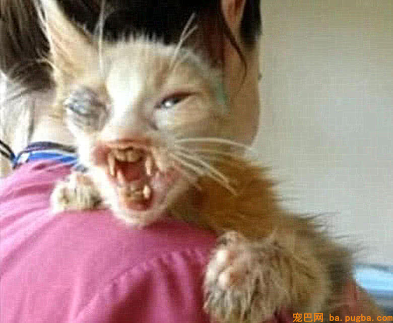 女子收养了只漂泊猫，边幅丑恶还是独耳，现今恢复真容令人心动-2.jpeg