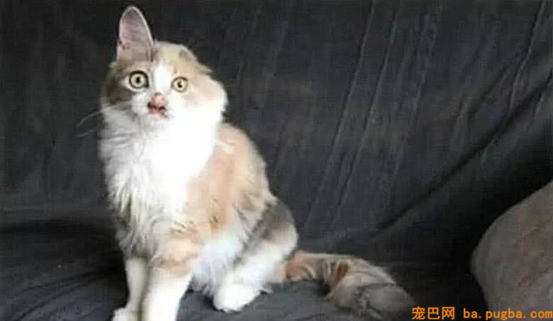 女子收养了只漂泊猫，边幅丑恶还是独耳，现今恢复真容令人心动-4.jpg