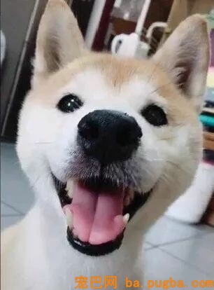 13岁柴柴老年痴呆，认不出主人了，但这个举动让人泪目...-1.jpeg