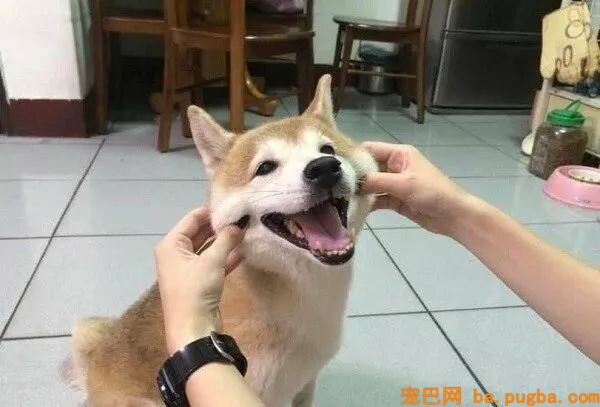 13岁柴柴老年痴呆，认不出主人了，但这个举动让人泪目...-6.jpeg