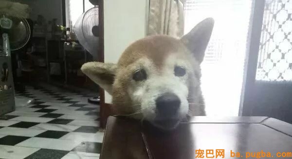13岁柴柴老年痴呆，认不出主人了，但这个举动让人泪目...-11.jpeg