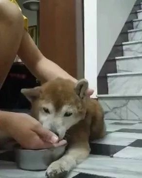 13岁柴柴老年痴呆，认不出主人了，但这个举动让人泪目...-13.jpeg