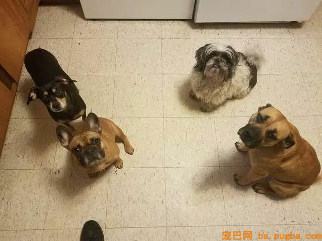 男子泊车去上洗手间，回来发现车里多了一只狗......-5.jpg