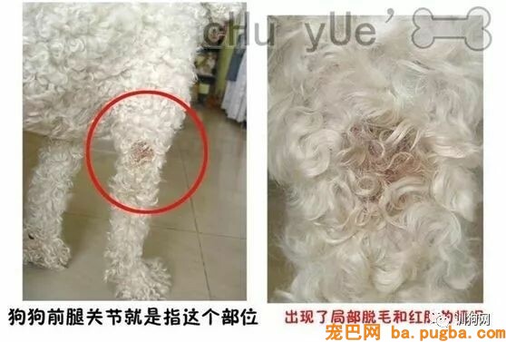 图解丨狗狗得关节炎怎么办？-1.jpeg