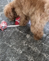 教小贵宾握手，可它却理解错了...最后，这是什么卖萌新招？-3.gif