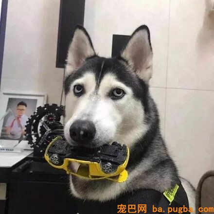 二哈叼着小汽车叼了一天，还以为它是找到了真爱，可成果...-1.jpeg