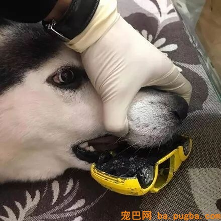 二哈叼着小汽车叼了一天，还以为它是找到了真爱，可成果...-2.jpeg